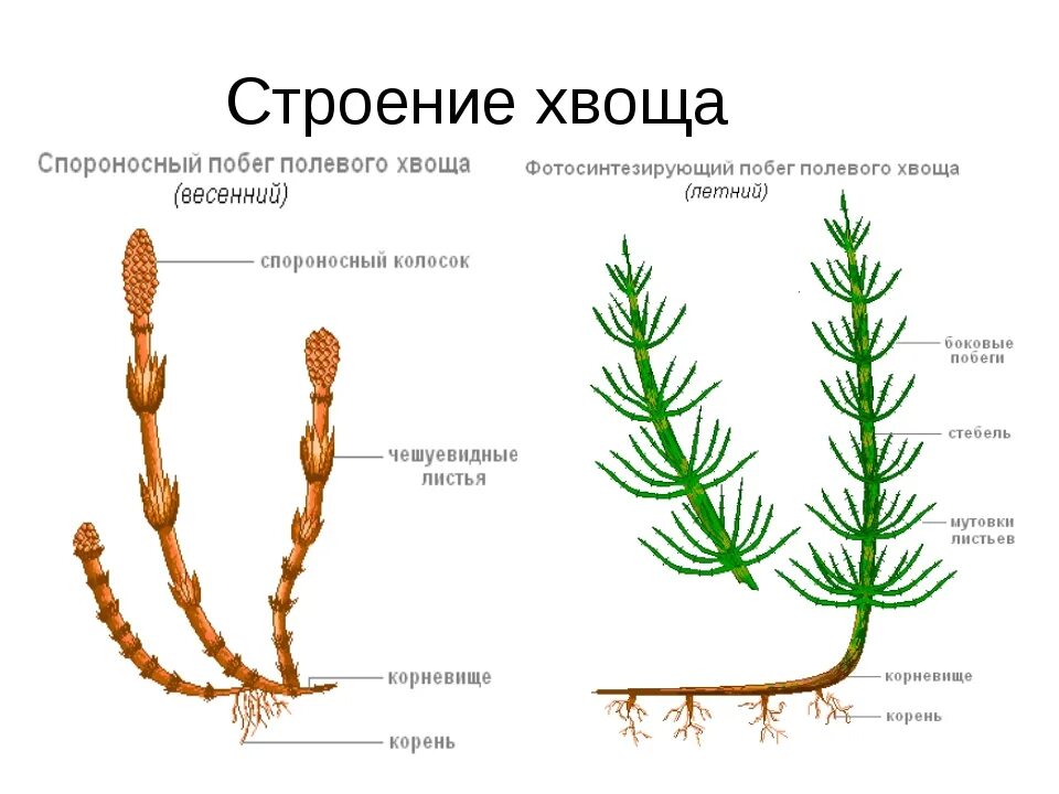 Представитель отдела хвощевидные фото Лабораторная работа "Внешнее строение папоротника"