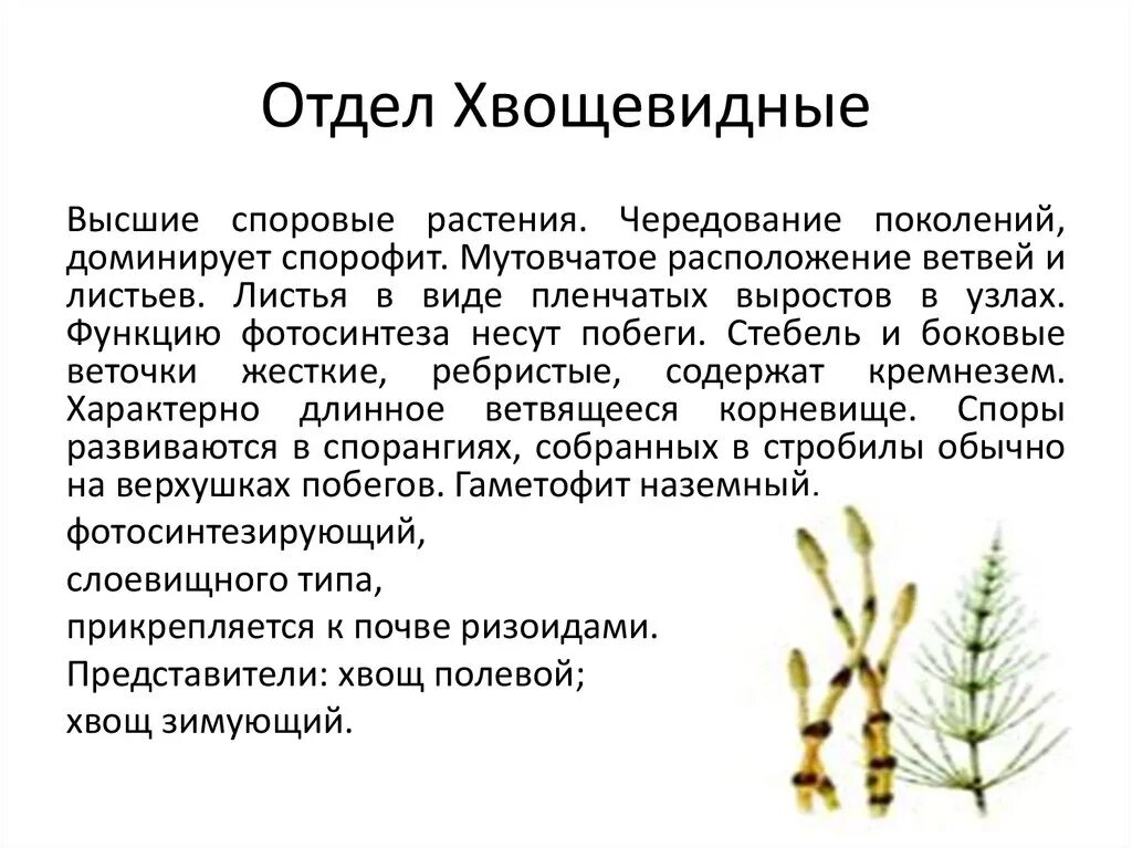 Представитель отдела хвощевидные фото Отдел хвощевидные презентация