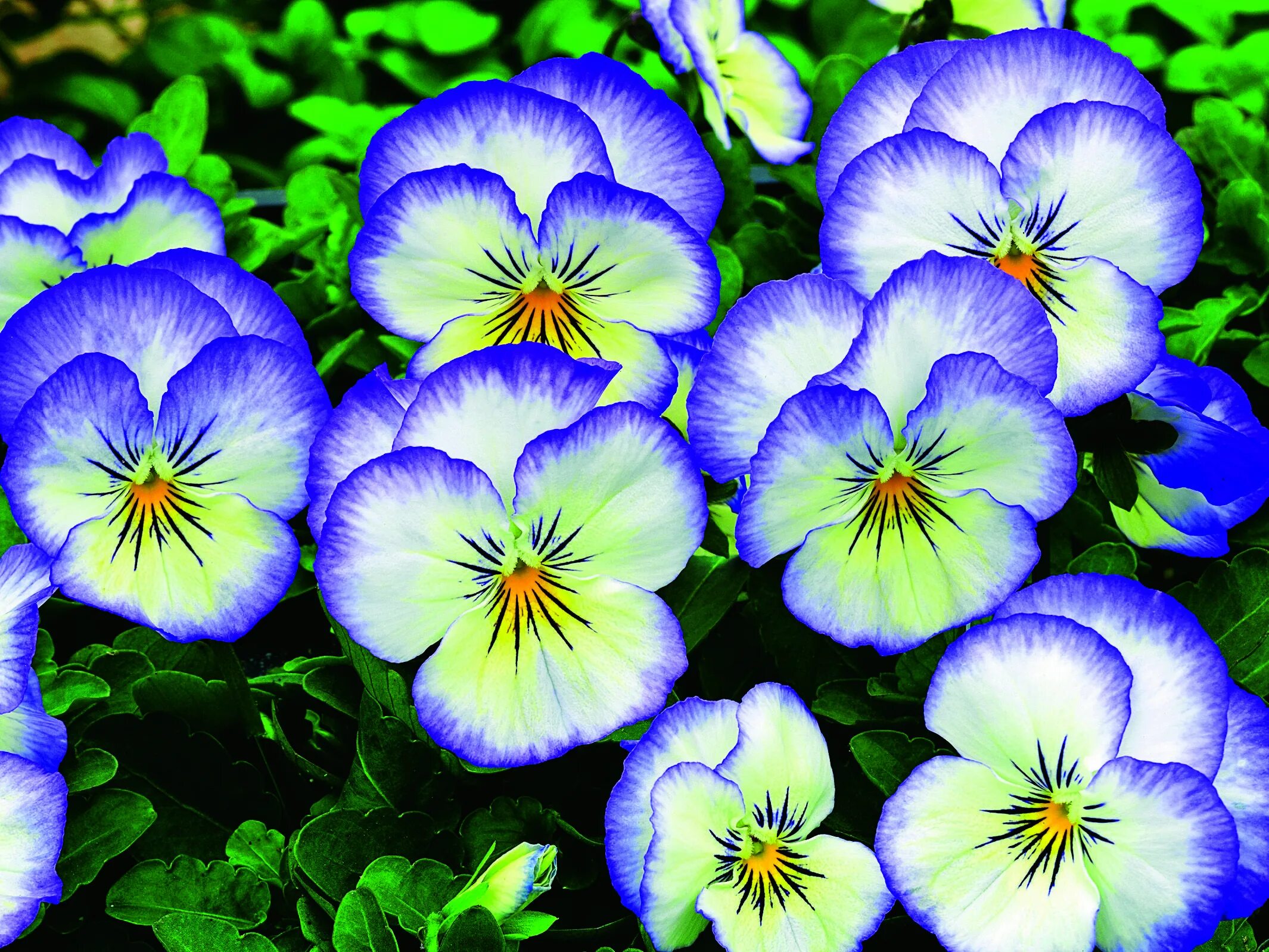 Прекрасная виола фиалка фото Rocky Purple Picotee Pansies, Flowers, Plants