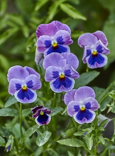 Прекрасная виола фиалка фото Flower Violet Green Viola от OffiDocs для офиса