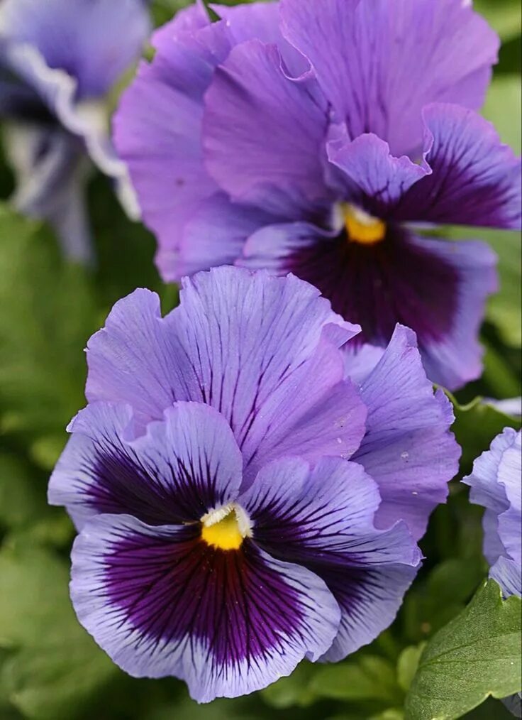 Прекрасная виола фиалка фото Pansy (Viola cornuta) Pansies flowers, Purple flowers, Beautiful flowers