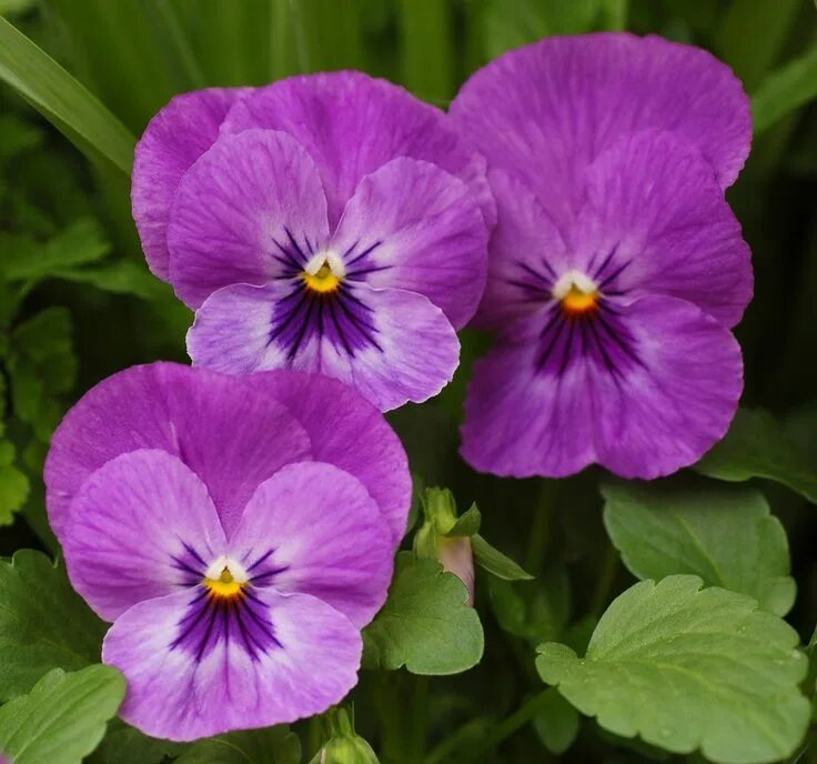 Прекрасная виола фиалка фото Pansy viola Flores bonitas, Flores de verão, Flores exóticas