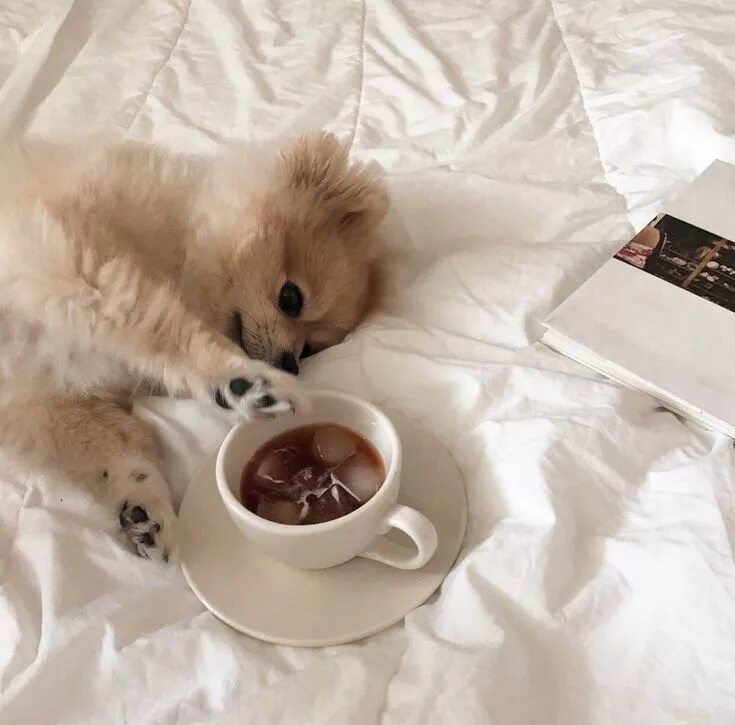 Прекрасного утра с животными картинки aesthetic , beige , cream , color , brown , cute , dog , bed , love Симпатичный 