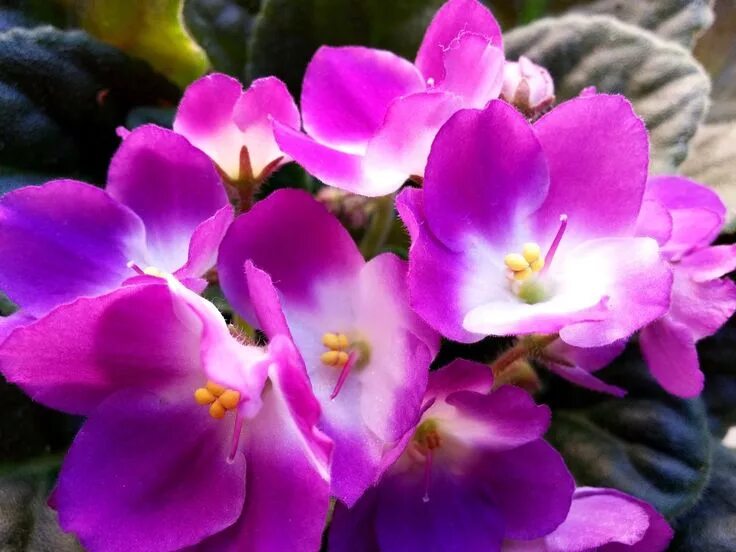 Прекрасные фиалки фото 3 Keys to African Violet Plant Care