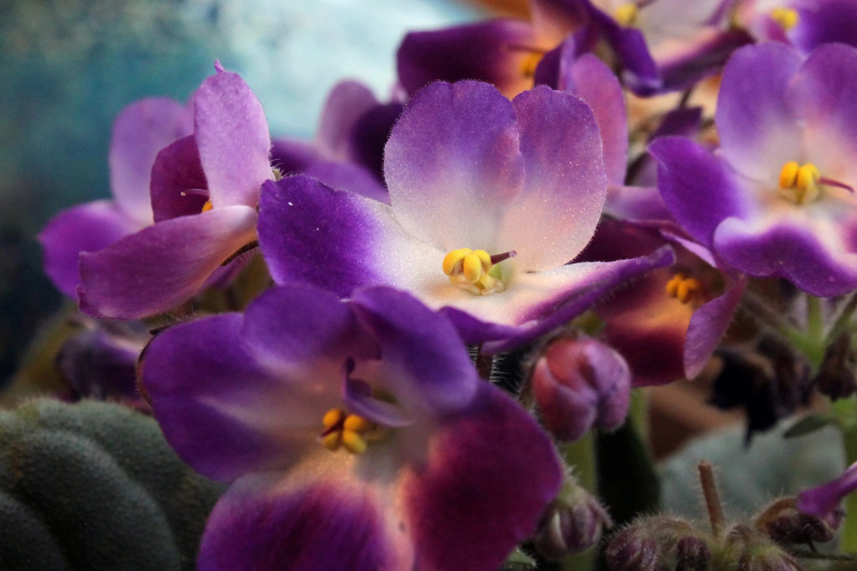 Прекрасные фиалки фото Saintpaulia, African Violet, purple and white Flowers free image download