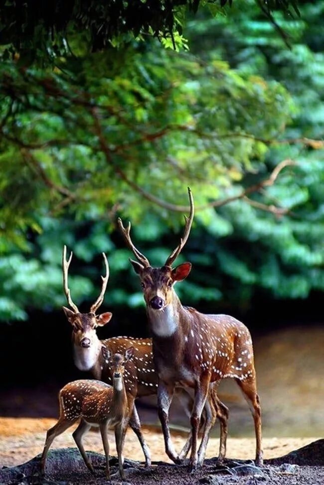 Прекрасные животные картинки Beautiful Animal Family Portraits You Will Want To Put Over Your Fireplace Anima