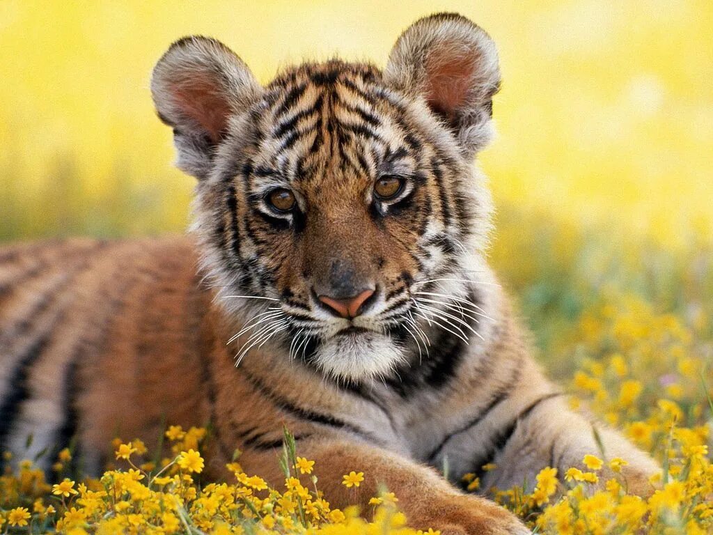 Прекрасные животные картинки Tiger Cub www.affiliatemarketers.ga Wild cats, Big cats, Cats and kittens