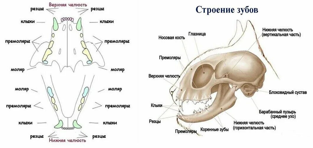 Премоляры у котят фото Смена зубов у котёнка: что нужно знать хозяину? Сэнди - журнал про кошек Дзен