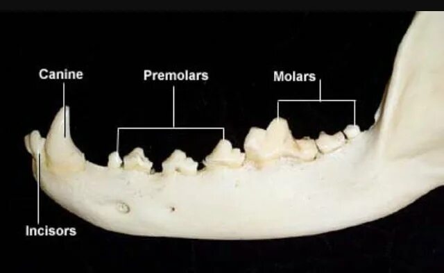 Премоляры у котят фото Missing tooth Dog Forum