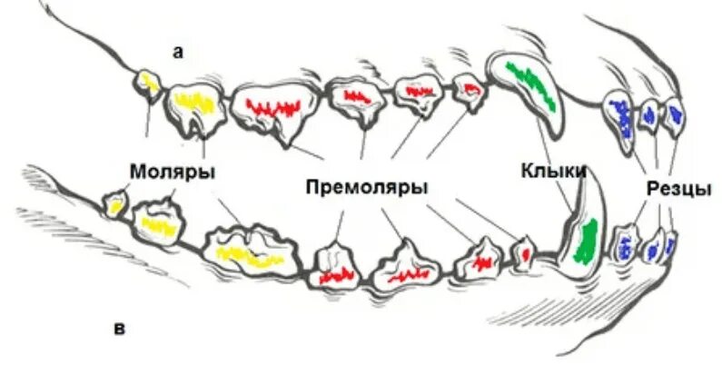 Премоляры у щенков фото Зубная формула собаки, в каком возрасте у щенка меняются молочные зубы, симптомы