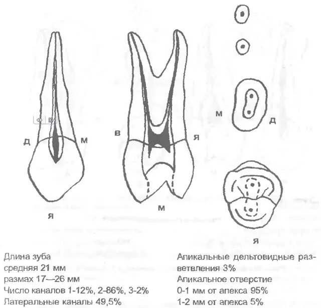 Премоляры верхней челюсти фото Премоляры сколько каналов