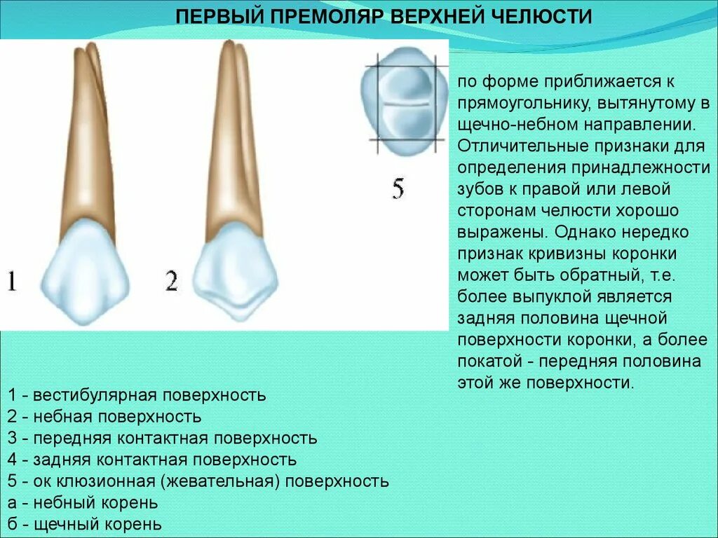 Премоляры верхней челюсти фото Первый премоляр нижней челюсти рисунок