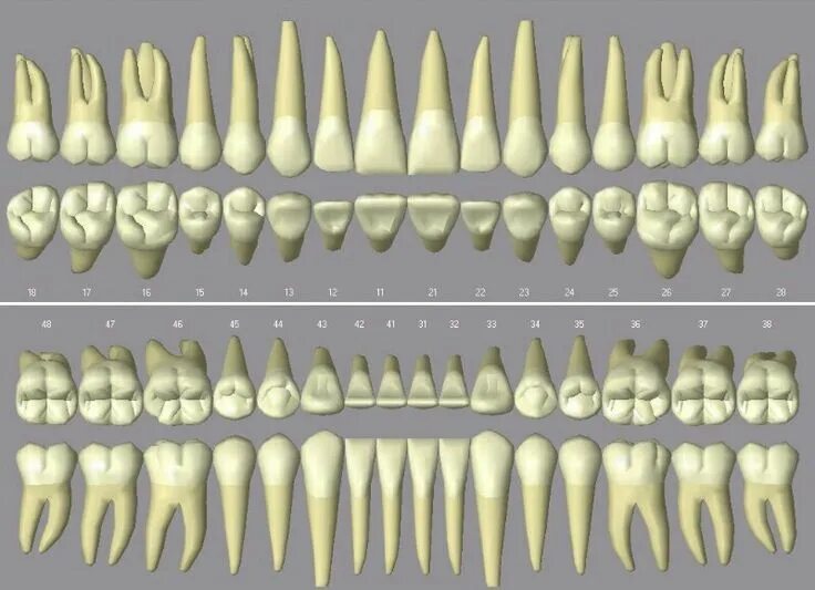 Премоляры верхней челюсти фото Piezas dentales Dental, Dental art, Dental anatomy