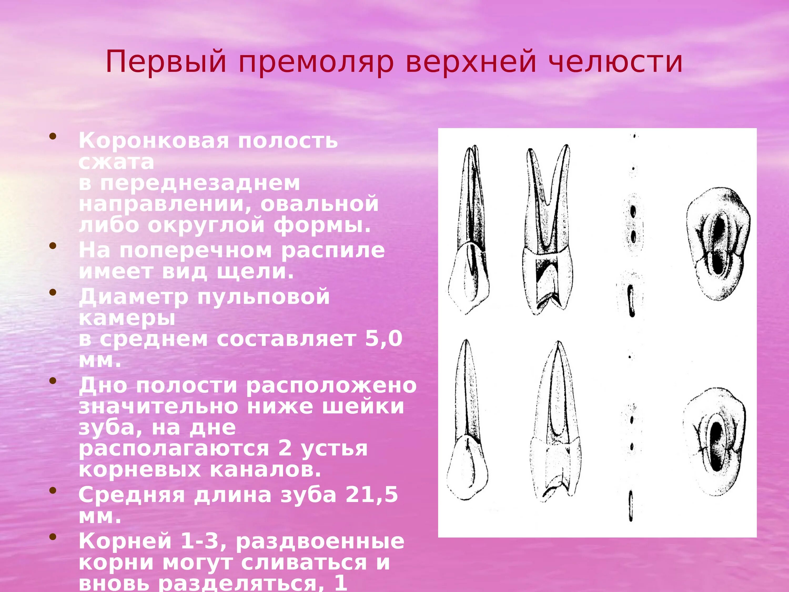 Премоляры верхней челюсти фото Картинки МОЛЯР НИЖНЕЙ ЧЕЛЮСТИ КОРНИ