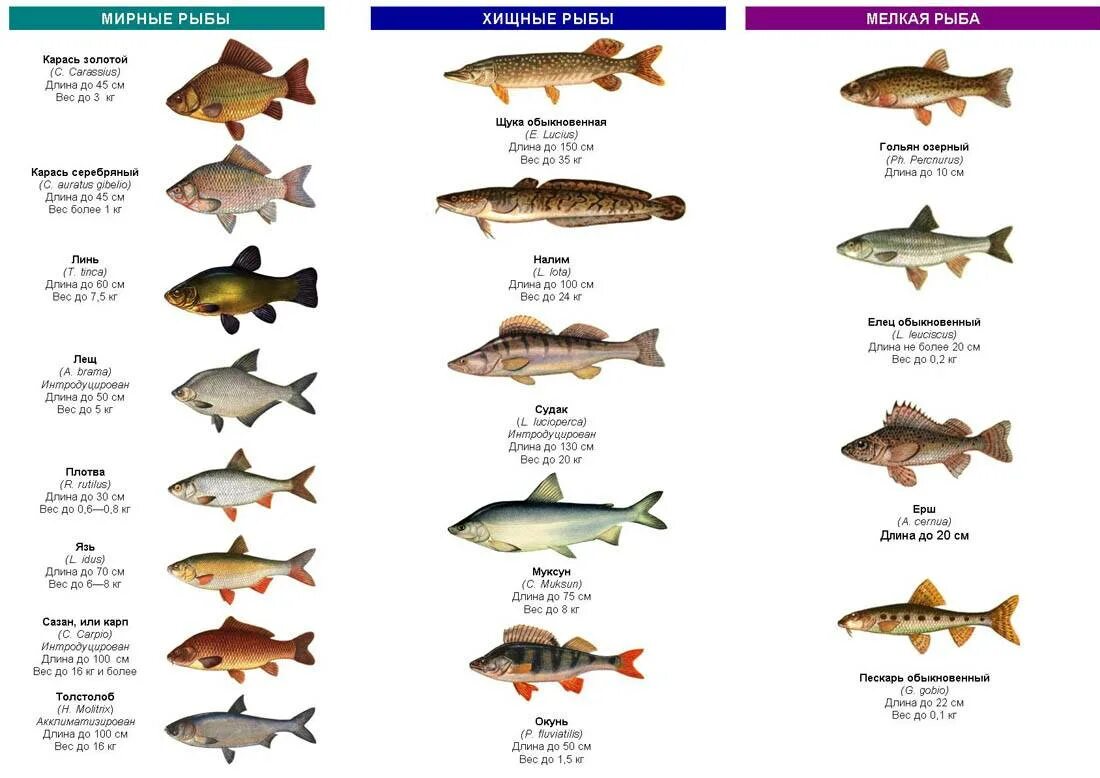 Пресноводная рыба россии фото Картинки ПРЕСНОВОДНАЯ РЫБА 3 БУКВЫ