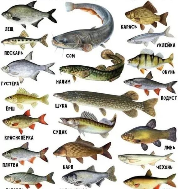 Пресноводные рыбы фото Types of fish from the encyclopedia of fishing, useful:) 2021 Рыбалка в Москве и