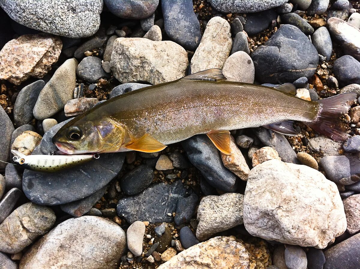 Пресноводные рыбы приморского края фото и названия про приморскую рыбалку: fishcomm - ЖЖ