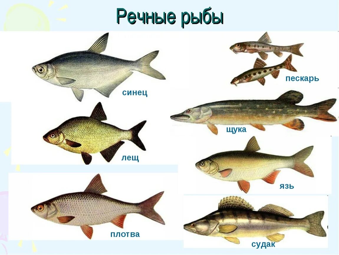 Пресноводные рыбы приморского края фото и названия Презентация по окружающему миру на тему: "Кто такие рыбы"