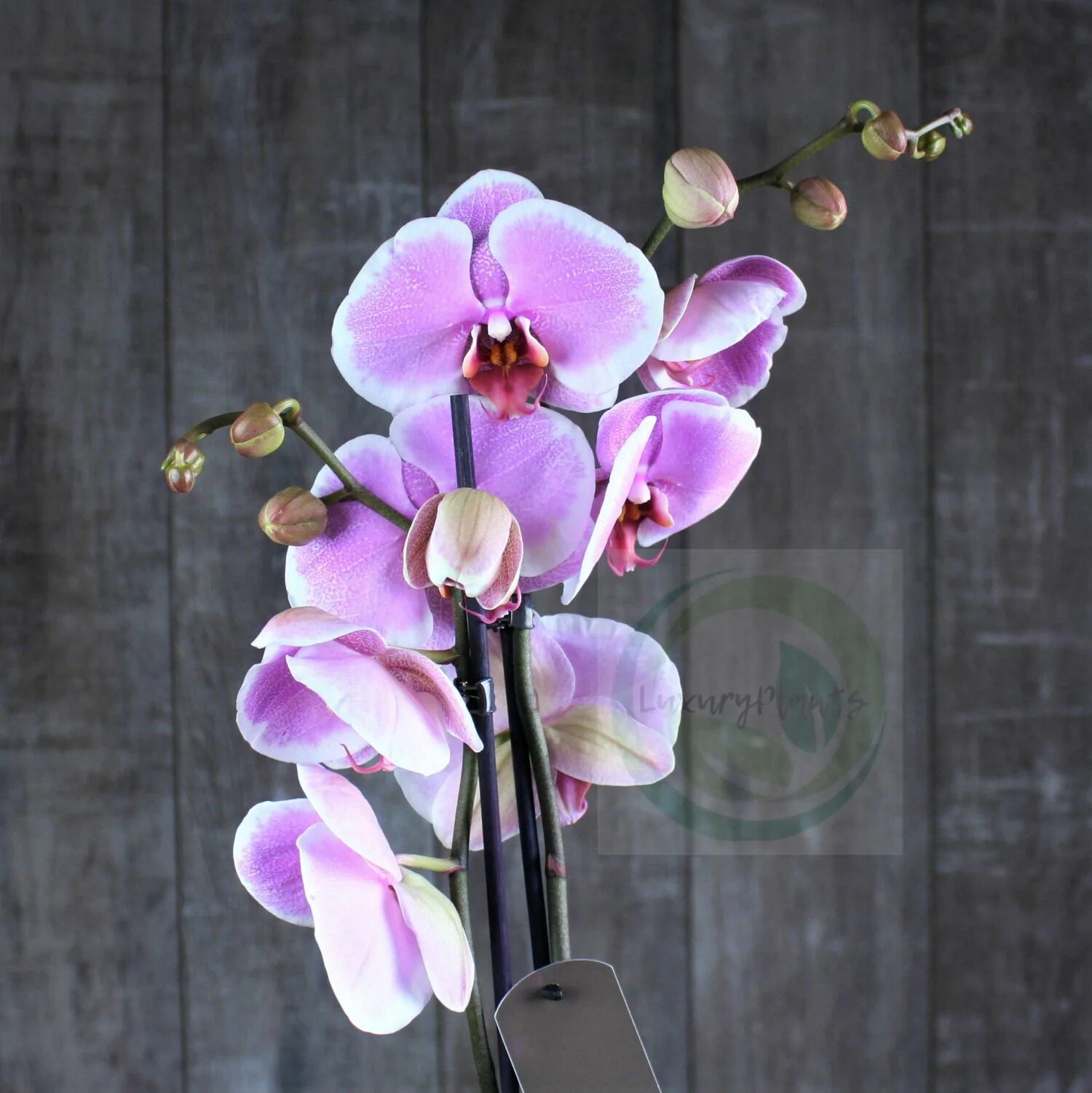 Претти романс орхидея фото Фаленопсис претти романс - Phalaenopsis PRETTY ROMANCE.