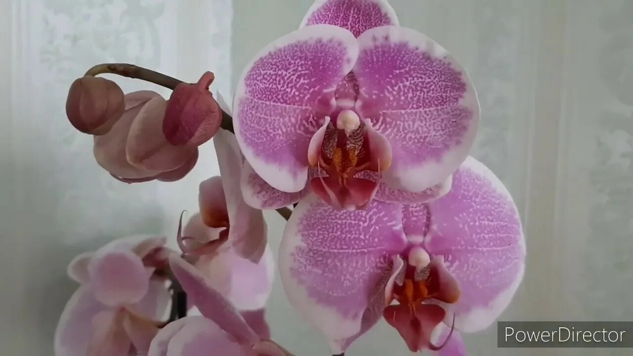 Претти романс орхидея фото ОРХИДЕИ-новинки после обзора в Леруа: Фаленопсис Golden Leopard и Pretty Romance