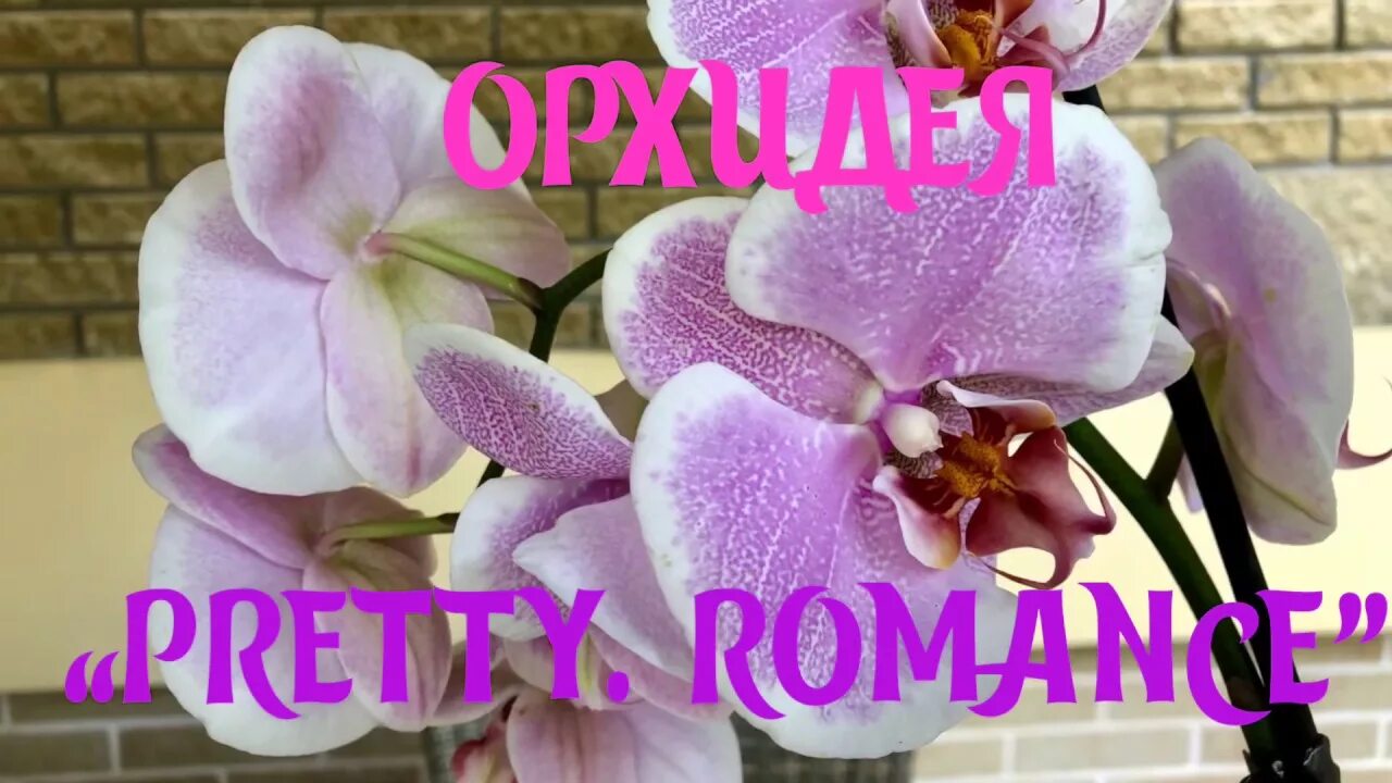 Претти романс орхидея фото ОРХИДЕЯ "PRETTY ROMANCE". ОБЗОР - YouTube