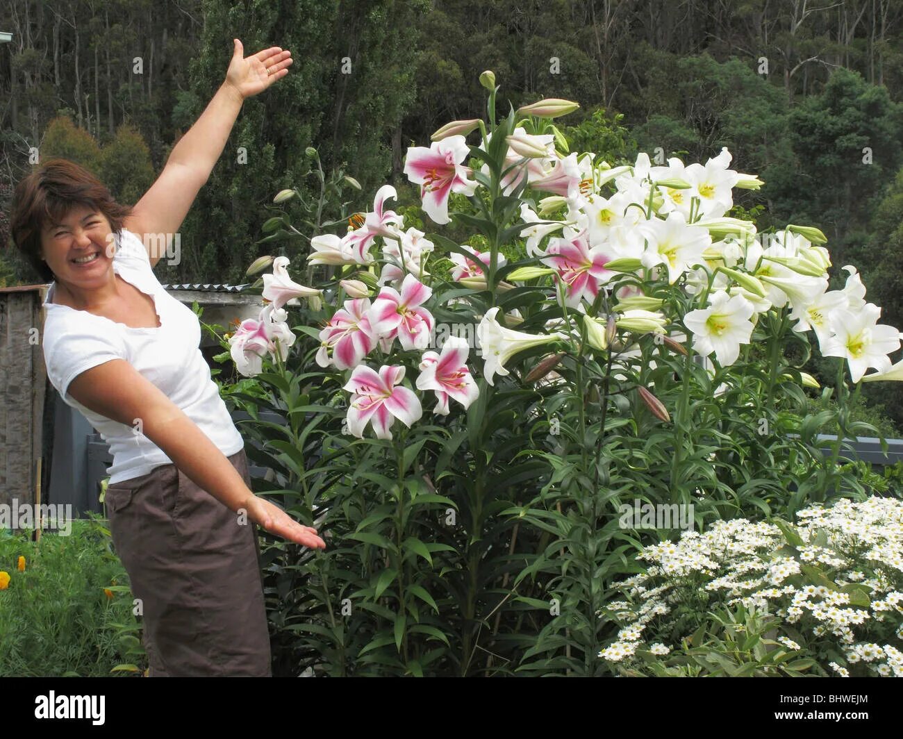 Претти вумен лилия фото Woman proudly showing off her display of varied lilies in her garden Stock Photo