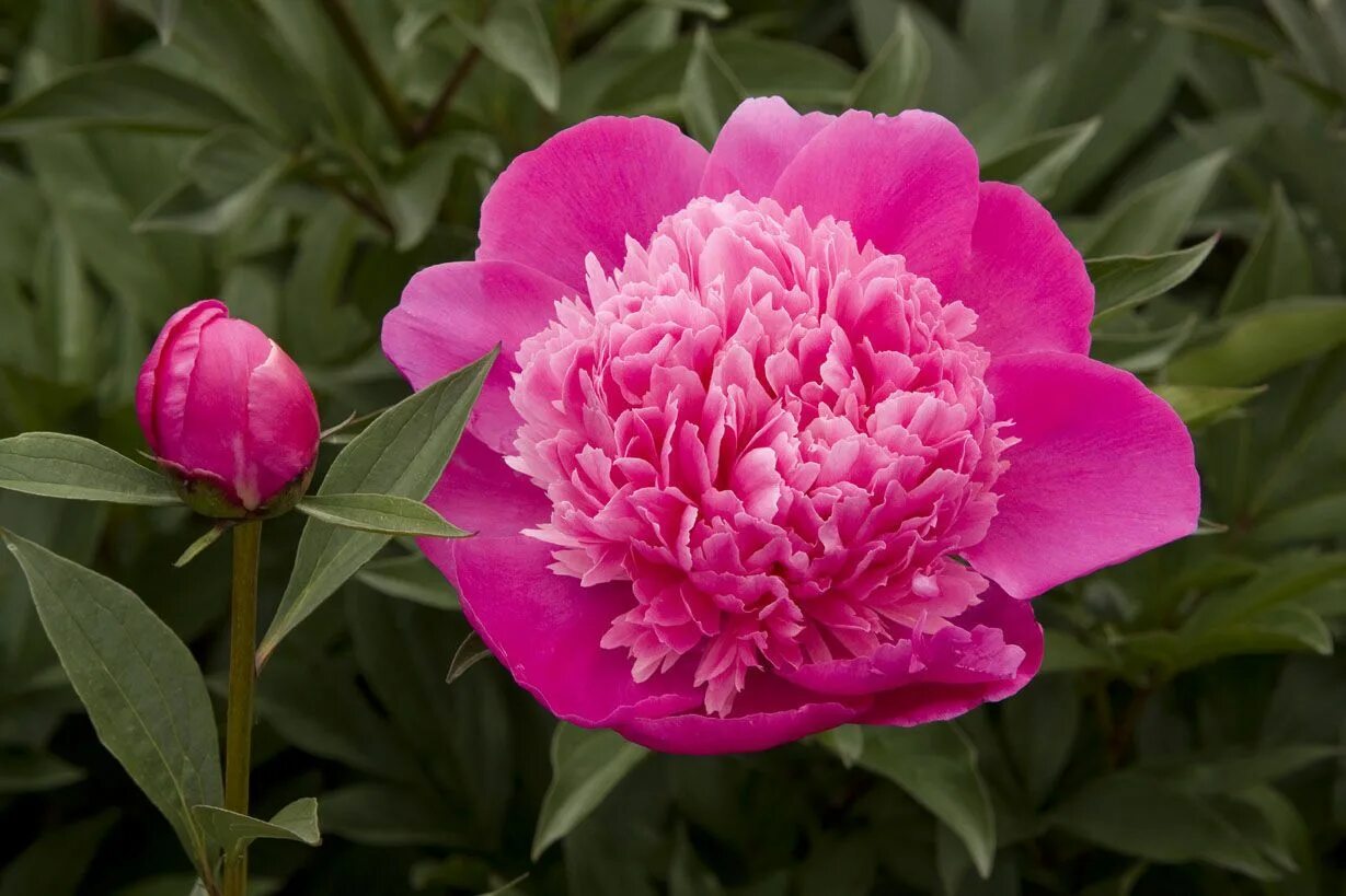 Приапус пион фото Madame Emile Debatene' peony Flowers perennials, Peonies garden, Growing peonies