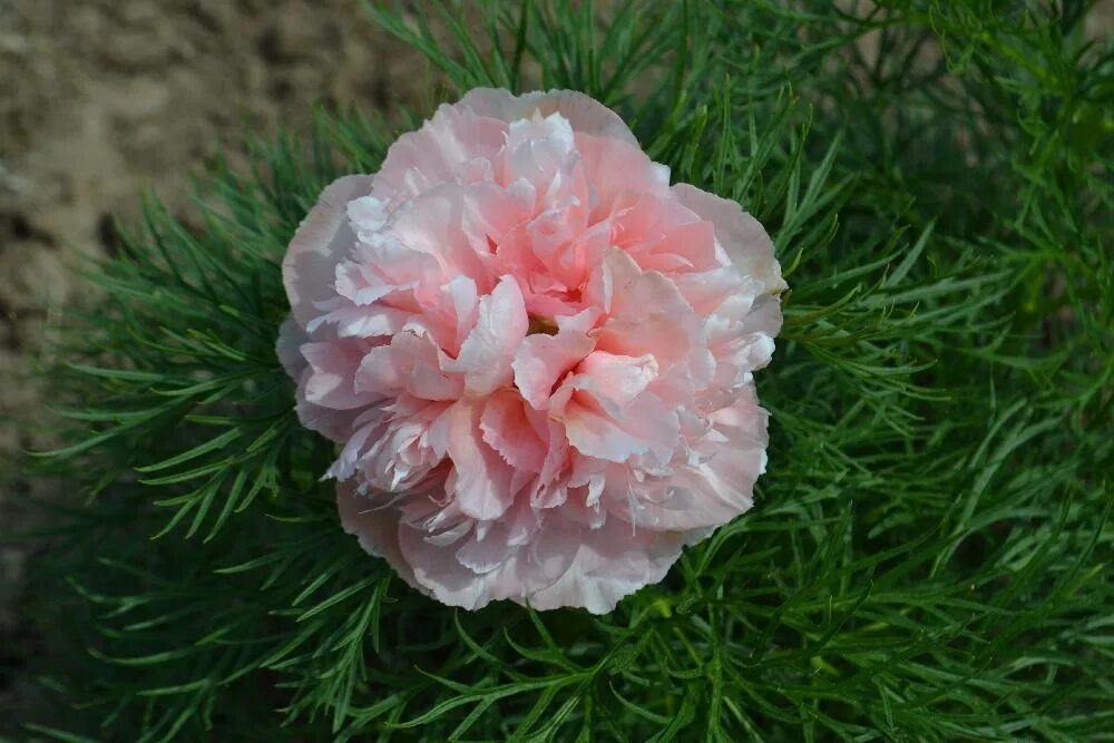 Приапус пион фото thumbs DSC 0102 tenuifolia Rosea Plena - Твой Сад Хостинг изображений