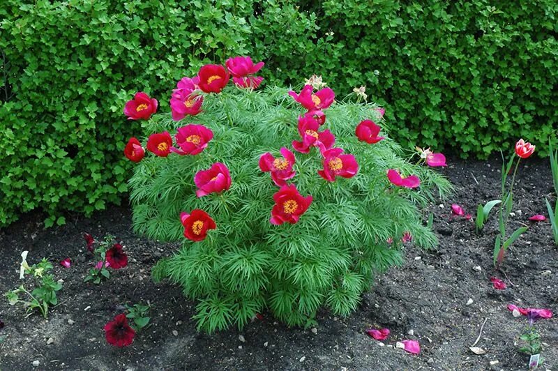 Приапус пион фото Fernleaf Peony - Paeonia tenuifolia Flower seeds, Flowers, Flower garden