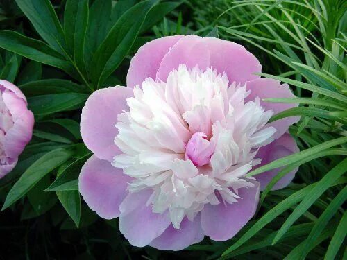 Приапус пион фото Lady Ann Peony Flower Seeds 30 Seed Pack Easy Grow Flower seeds, Peony flower, F