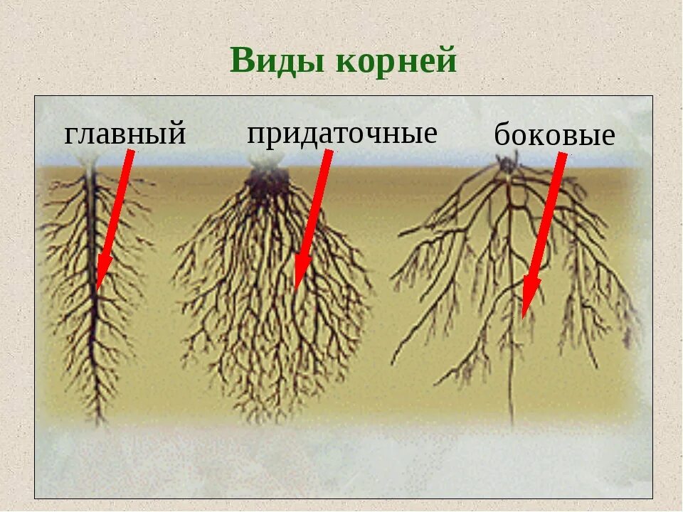 Прическа какой корень Корневые системы 6 класс биология