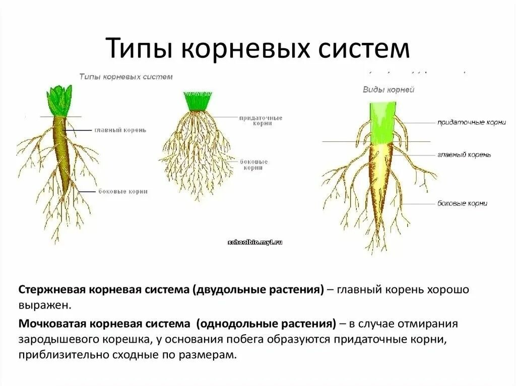 Прическа какой корень Пин от пользователя Oksana Jezova на доске biology Углубленное изучение биологии