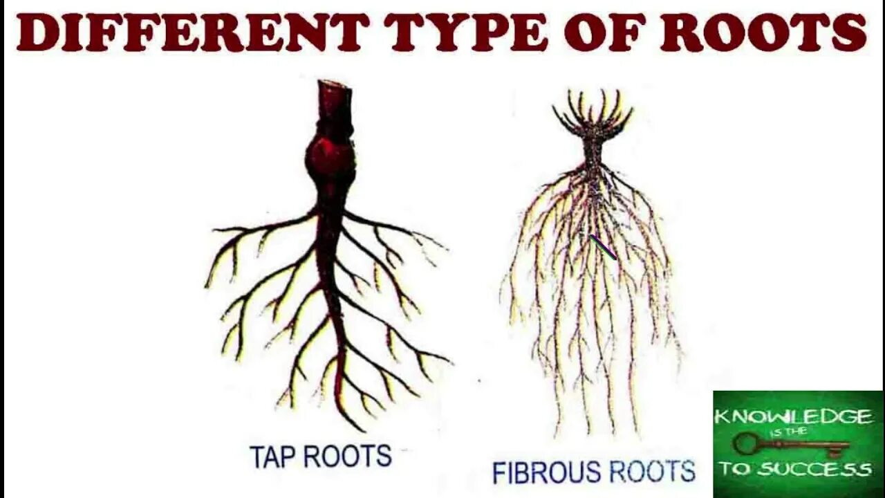 Прическа какой корень Differents Type Of Roots The Root System Tap Root & Fibrous Roots. - YouTube