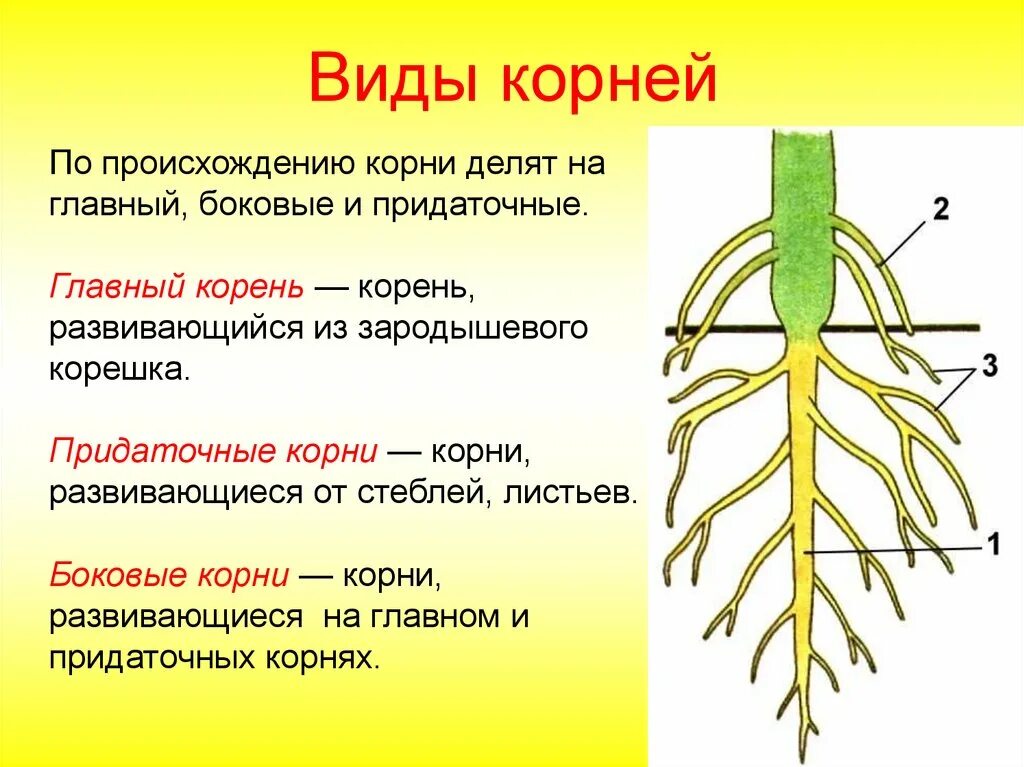 Прическа какой корень Какой корень называют придаточными и боковыми: найдено 83 картинок