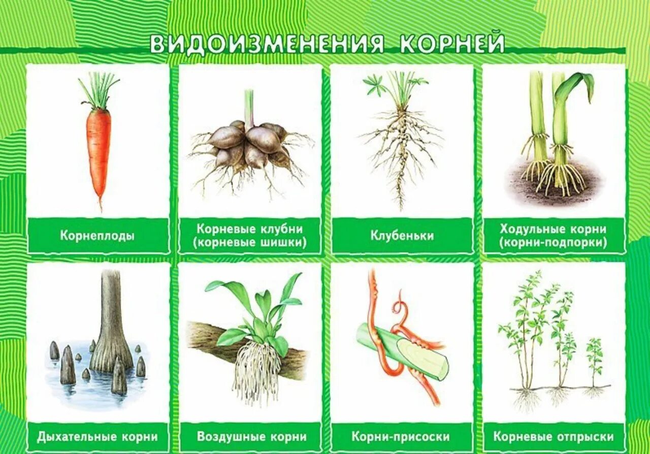 Прическа какой корень Растения с видоизмененной корневой системой