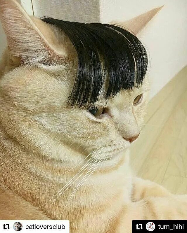 Прическа кошка фото #Repost @tum_hihi --- I come with my COOL 2017 HOT Trend hair style hahahahha Ca