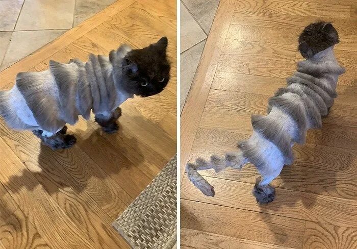 Прическа кошка фото Dad Takes Cat To Groomer, Cat Comes Back Looking Like an Accordion Pet groomers,