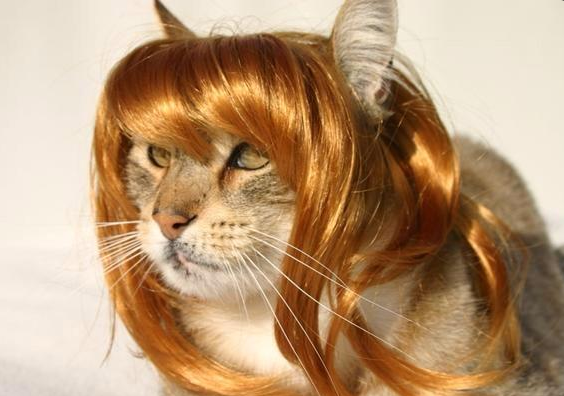 Прическа котик для девочки 21 Cats Wearing Wigs Cats, Animals, Pets rock