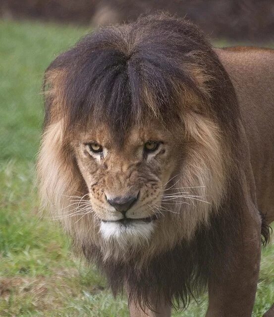 Прическа лев Bad hair day. Funny lion, Bad hair day, Hair humor