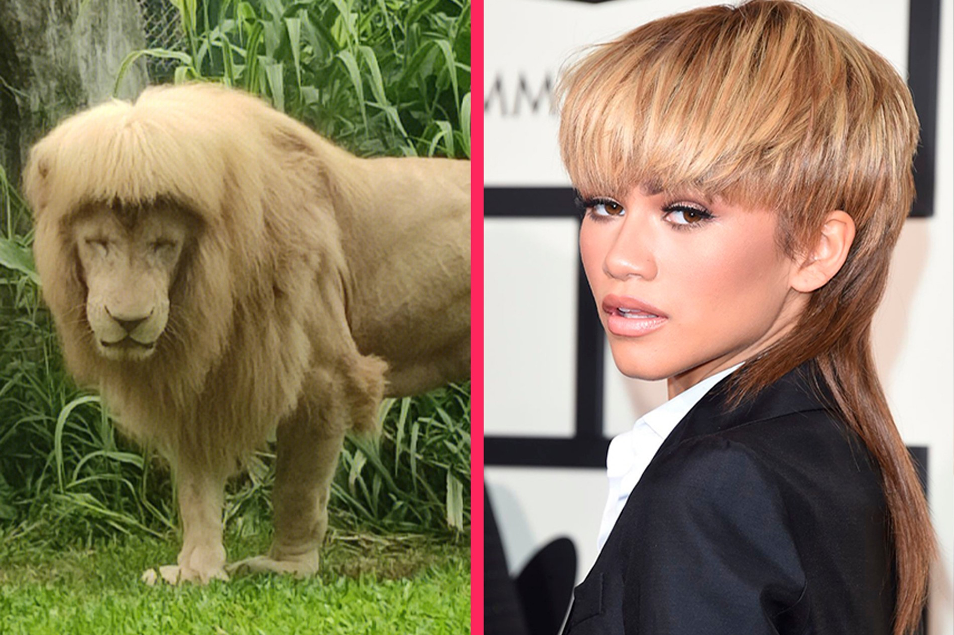 Lion in China zoo goes viral for fringe, zookeepers deny giving it haircut - Mot