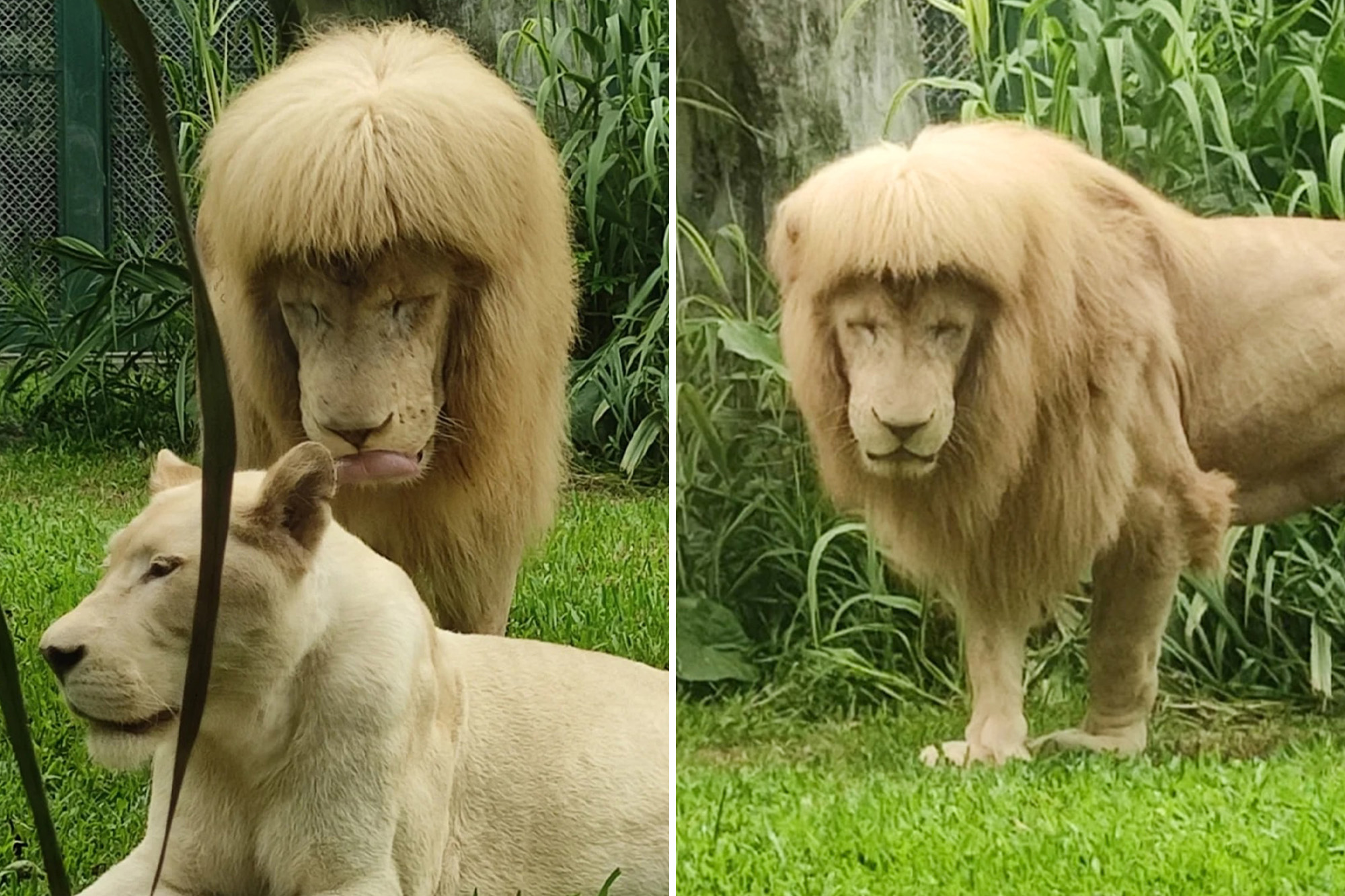 Прическа лев Lion with 'mullet' forces zoo to deny Joe Exotic haircut: 'It’s nature’s magic'