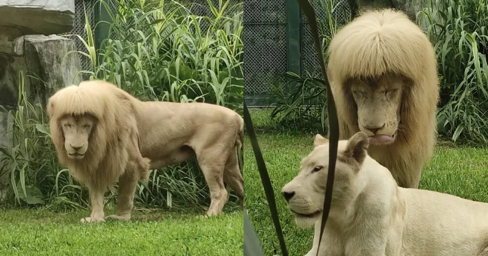 Прическа лев Lion in China zoo goes viral for fringe, zookeepers deny giving it haircut - Mot