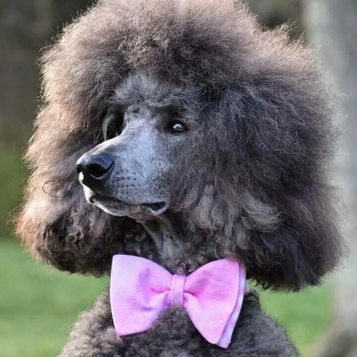 Прическа пудель женская Poodle Haircuts -Top 35 Amazing Poodle Cut Images Poodle haircut, Poodle cuts, B