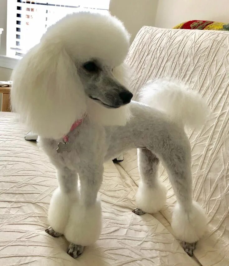 Прическа пудель женская Tres Jolie just back from her spa day at the Poodle Boutique! 6/27/18 Dog groomi