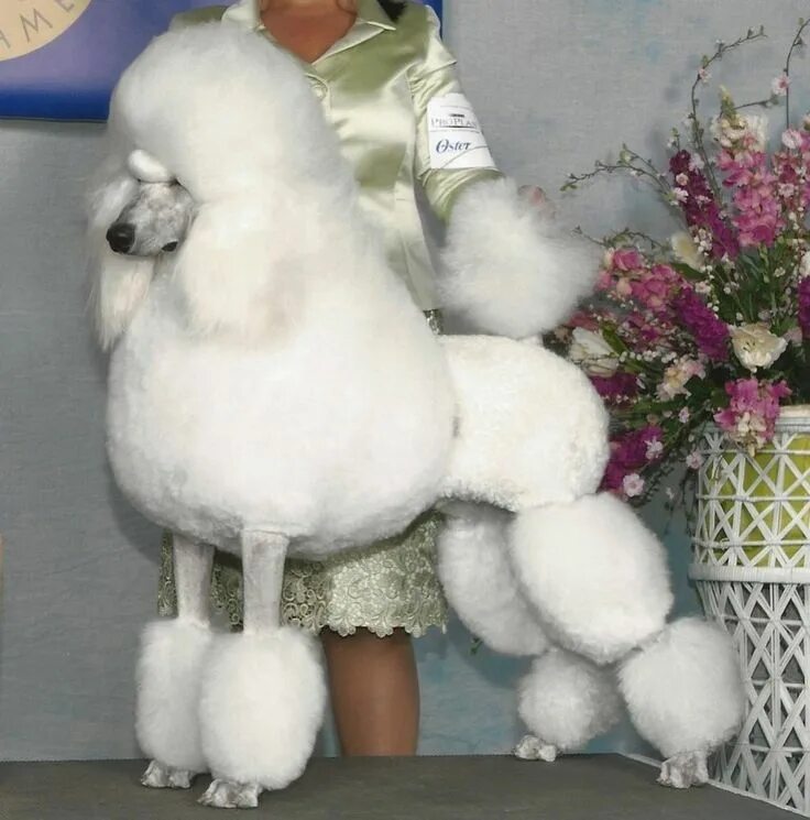 Прическа пудель женская English Saddle or Continental for Show Ring - Poodle Forum Standard poodle, Pood