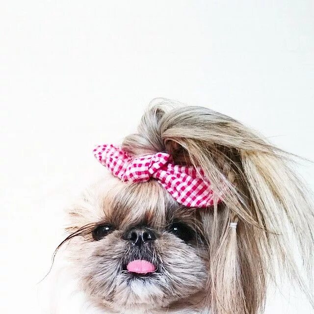 Прическа собаки для девочки This Derpy Dog Has The Most Fabulous Hair On Instagram Shih tzu haircuts, Stylis