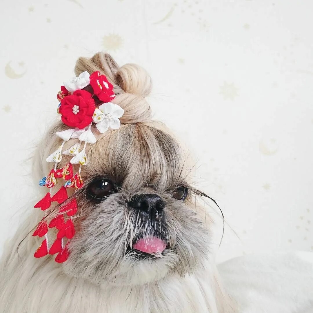 Прическа собаки для девочки Kuma, La perrita Shih Tzu con el look más increíble y encantador de Instagram In