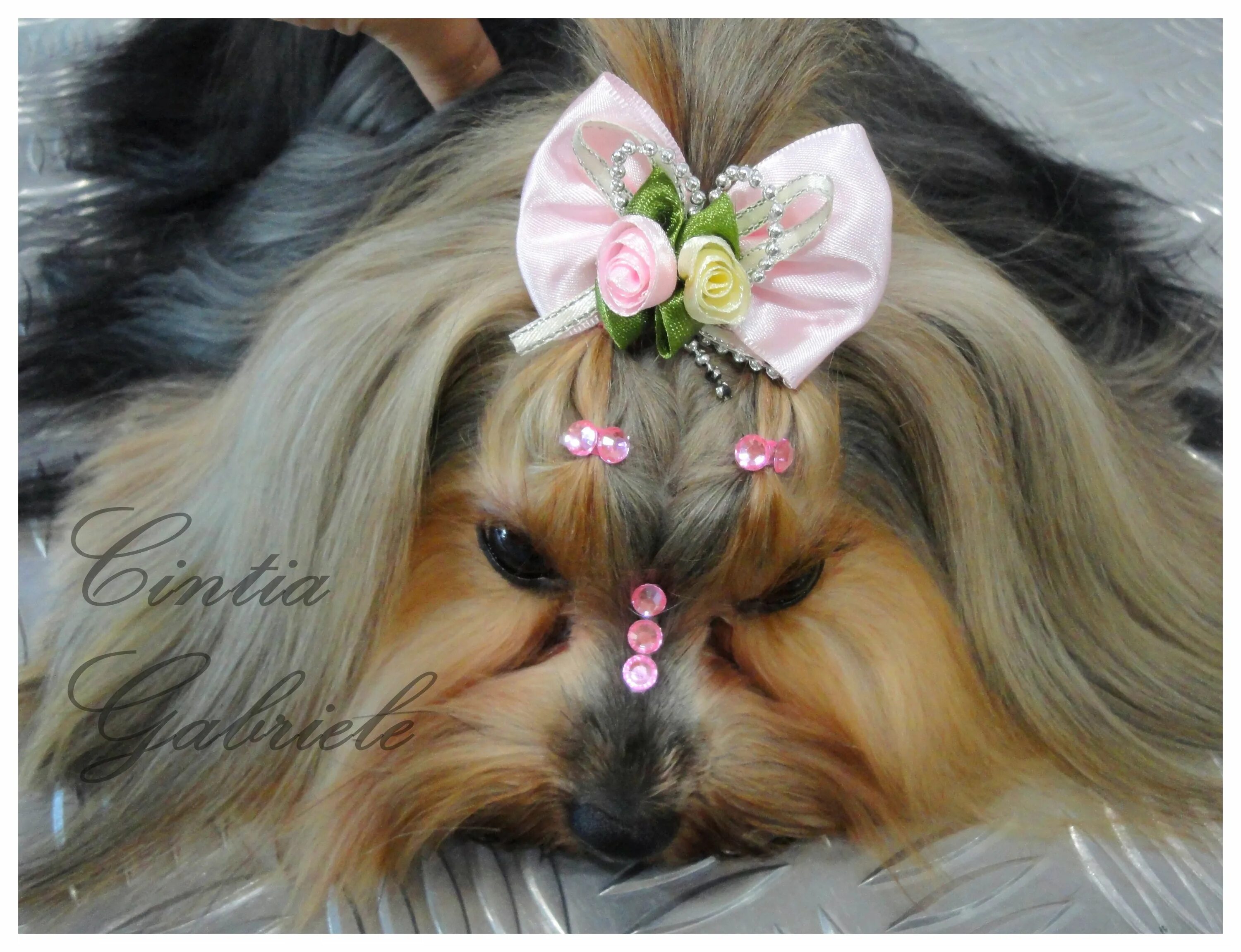 22 Of The Fiercest Dog Hairstyles On The Planet Dog grooming styles, Yorkshire t