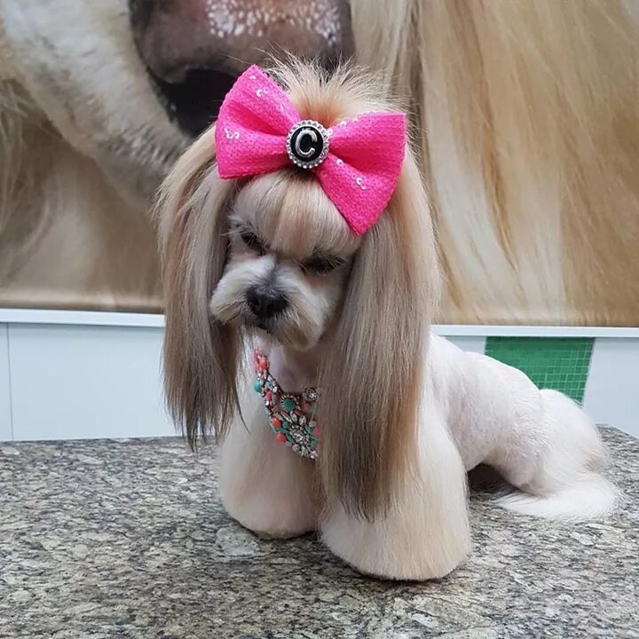 Прическа собаки для девочки Pin by Ana Perez Laguna on Grooming dog Shih tzu haircuts, Dog grooming styles, 