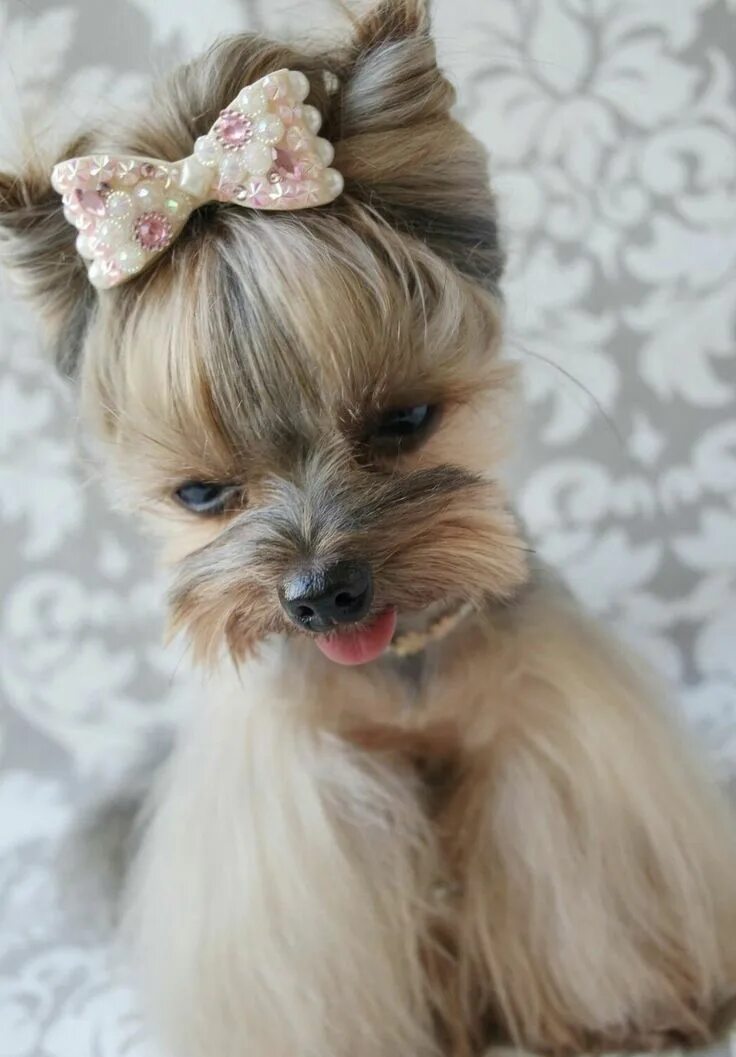 Прическа собаки для девочки Pin on Amor por los Yorkies Cute dogs images, Yorkie dogs, Yorkie puppy